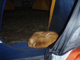 Dog-In-Tent-Namchee