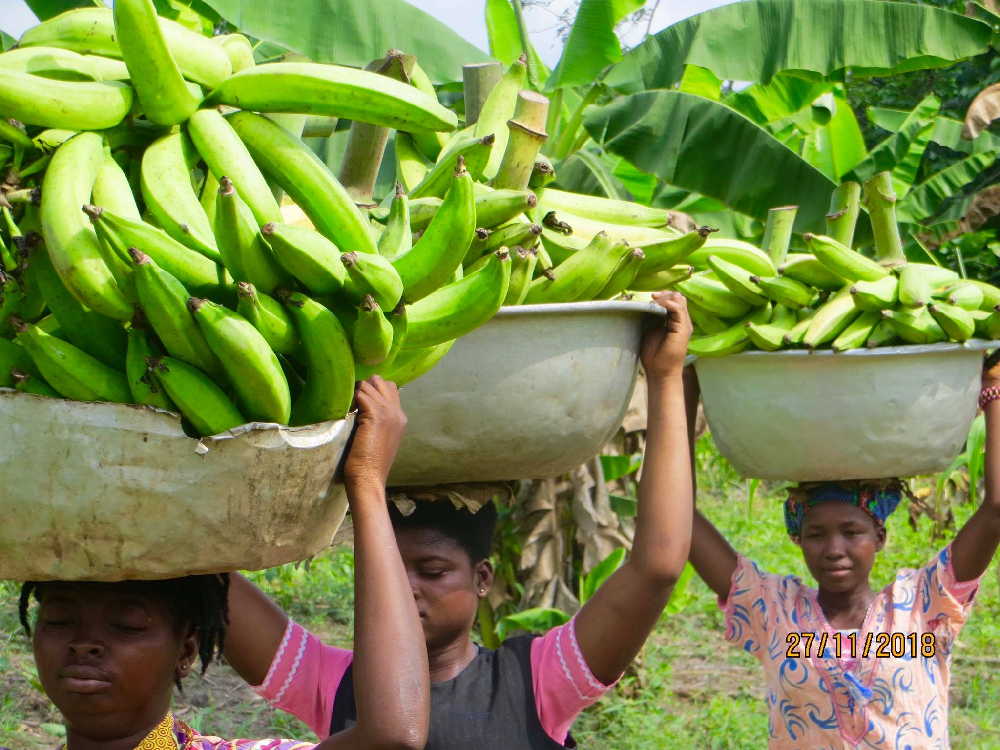 King Jesus Farm - Ghana