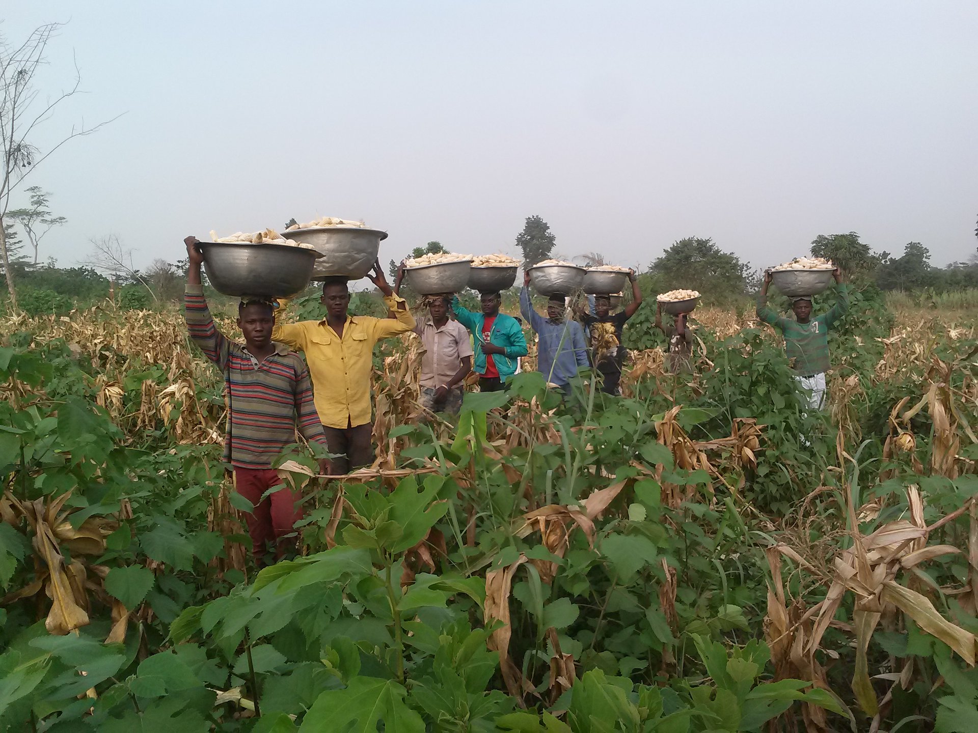 King Jesus Farm - Ghana